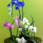 Entreprises 9 image FLEURS-O-MAX INC Shopping dans Pointe-aux-trembles QC