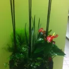Entreprises 10 image FLEURS-O-MAX INC Shopping dans Pointe-aux-trembles QC