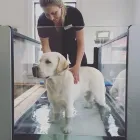 Entreprises 2 image FOUR PAWS REHAB AND FITNESS Veterinarians dans Toronto ON