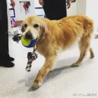 Entreprises 3 image FOUR PAWS REHAB AND FITNESS Veterinarians dans Toronto ON