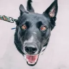 Entreprises 2 image FRÉDÉRIQUE TÉTRO - ÉDUCATRICE CANINE Pet Training dans Sherbrooke QC