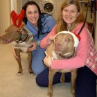 Entreprises 3 image GRANVILLE ISLAND VETERINARY HOSPITAL Veterinarians dans Vancouver BC