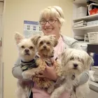 Entreprises 8 image GRANVILLE ISLAND VETERINARY HOSPITAL Veterinarians dans Vancouver BC