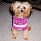 Entreprises 9 image GRANVILLE ISLAND VETERINARY HOSPITAL Veterinarians dans Vancouver BC