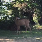 Entreprises 2 image GREEN APPLE DAYCARE & PRESCHOOL Education dans Port Moody BC