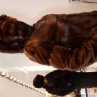 Entreprises 3 image HERMAN-SELLERS-GOUGH FURS Industries & Agriculture dans Toronto ON