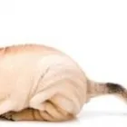 Business 2 image HUMBER BAY VETERINARY HOSPITAL Veterinarians in Etobicoke ON