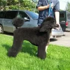 Entreprises 3 image INSTITUT DE TONTE POIL-LUXE Pet Sitters dans Québec QC