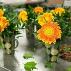 Business 13 image ITAL FLORIST LIMITED Shopping in Etobicoke ON