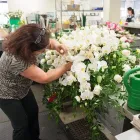 Business 3 image ITAL FLORIST LIMITED Shopping in Etobicoke ON