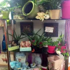 Entreprises 1 image JANET'S FLOWERS LTD Shopping dans Dartmouth NS