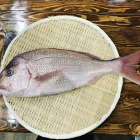 Entreprises 8 image KAITO SUSHI Restaurants dans Toronto ON