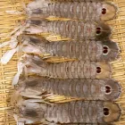 Entreprises 11 image KAITO SUSHI Restaurants dans Toronto ON