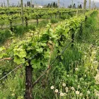 Entreprises 6 image KALALA ORGANIC ESTATE WINERY Vineyards, Wineries & Wine Producers dans Westbank BC