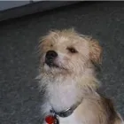 Entreprises 7 image KATO ANIMAL HOSPITAL Veterinarians dans Toronto ON