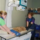 Entreprises 8 image KATO ANIMAL HOSPITAL Veterinarians dans Toronto ON