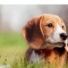 Business 7 image KERRISDALE VETERINARY HOSPITAL LTD Veterinarians in Vancouver BC