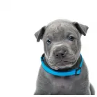 Business 8 image KERRISDALE VETERINARY HOSPITAL LTD Veterinarians in Vancouver BC