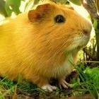 Business 13 image KERRISDALE VETERINARY HOSPITAL LTD Veterinarians in Vancouver BC