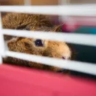 Business 4 image KING ED PET CENTRE LTD Shopping in Burnaby BC