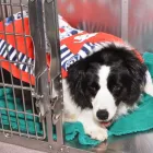 Entreprises 7 image LANSDOWNE ANIMAL HOSPITAL Veterinarians dans Richmond BC