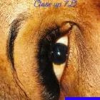 Business 1 image LASHES ESTHETIQUE Beauty Salons & Consultants in Laval QC