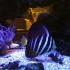 Entreprises 3 image LEVEL ALIGNMENTS Tire Dealers & Repairs dans Scarborough ON