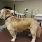 Entreprises 3 image LONDON DOG SPA Pet Grooming Services dans London ON