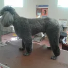 Entreprises 1 image LONDON DOG SPA Pet Grooming Services dans London ON