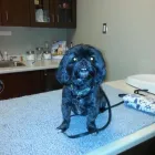 Entreprises 2 image LONDON DOG SPA Pet Grooming Services dans London ON