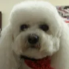 Entreprises 4 image LONDON DOG SPA Pet Grooming Services dans London ON