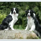 Entreprises 3 image LONDON NORTH ANIMAL HOSPITAL Veterinarians dans London ON
