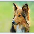 Entreprises 7 image LONDON NORTH ANIMAL HOSPITAL Veterinarians dans London ON