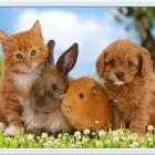 Entreprises 10 image LONDON NORTH ANIMAL HOSPITAL Veterinarians dans London ON