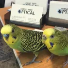 Business 1 image LORNE PARK OPTICAL Ophthalmologists, Optometrists & Opticians in Mississauga ON