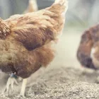 Entreprises 1 image MAHEU & MAHEU GESTION PARASITAIRE Pest & Vermin Control dans Québec QC