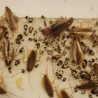 Entreprises 2 image MAJOR PEST CONTROL EDMONTON Pest Control dans Edmonton AB