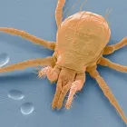 Entreprises 1 image MERKEM PEST SOLUTIONS Pest & Vermin Control dans Toronto ON