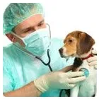 Entreprises 6 image NAPA VALLEY ANIMAL HOSPITAL Veterinarians dans Woodbridge ON