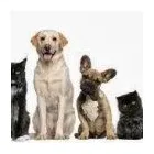 Entreprises 7 image NAPA VALLEY ANIMAL HOSPITAL Veterinarians dans Woodbridge ON