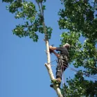 Business 9 image NELSON EMONDEUR Tree Work & Forestry Services in Montréal QC