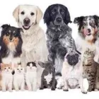 Entreprises 8 image NO 2 RD ANIMAL HOSPITAL Veterinarians dans Richmond BC