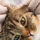 Entreprises 10 image NO 2 RD ANIMAL HOSPITAL Veterinarians dans Richmond BC