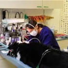 Entreprises 5 image NORTH ROAD ANIMAL HOSPITAL Veterinarians dans Coquitlam BC