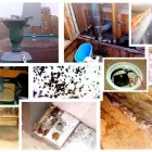 Business 1 image OSHTECH INC Environmental & Ecological Services in Etobicoke ON