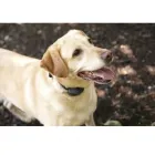 Business 2 image OTTAWA DOGWATCH Shopping in Kemptville ON
