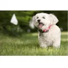 Business 3 image OTTAWA DOGWATCH Shopping in Kemptville ON