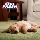 Business 3 image OXI FRESH CARPET CLEANING Cleaning Services in Kelowna BC