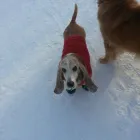 Entreprises 4 image PAMPERED PAWS PET WALKING SERVICE Pet & Animal Services dans Edmonton AB