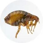 Entreprises 3 image PEST CONTROL OAKVILLE Pest Control Equipment & Supplies dans Oakville ON